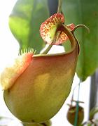 Nepenthes bicalcarata 'Red Flush' 5